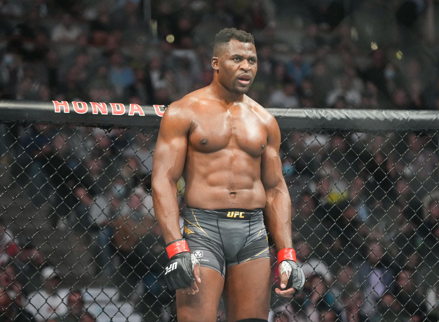 Francis Ngannou, à quand le retour dans la cage ?